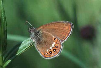 Coenonympha hero (Wald-Wiesenvögelchen)