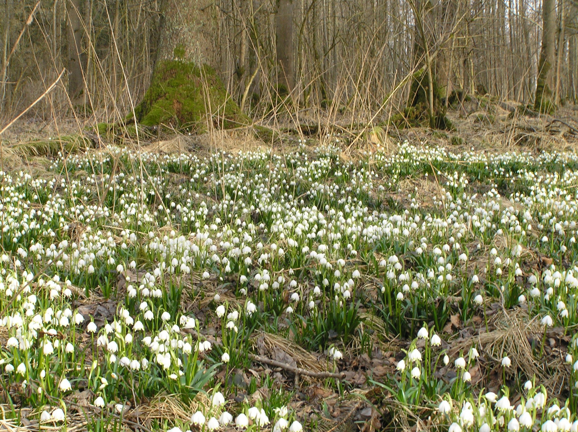 Hagenau März 2009