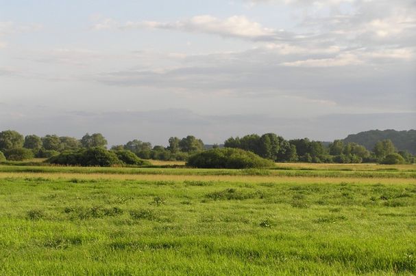 Freisinger Moos