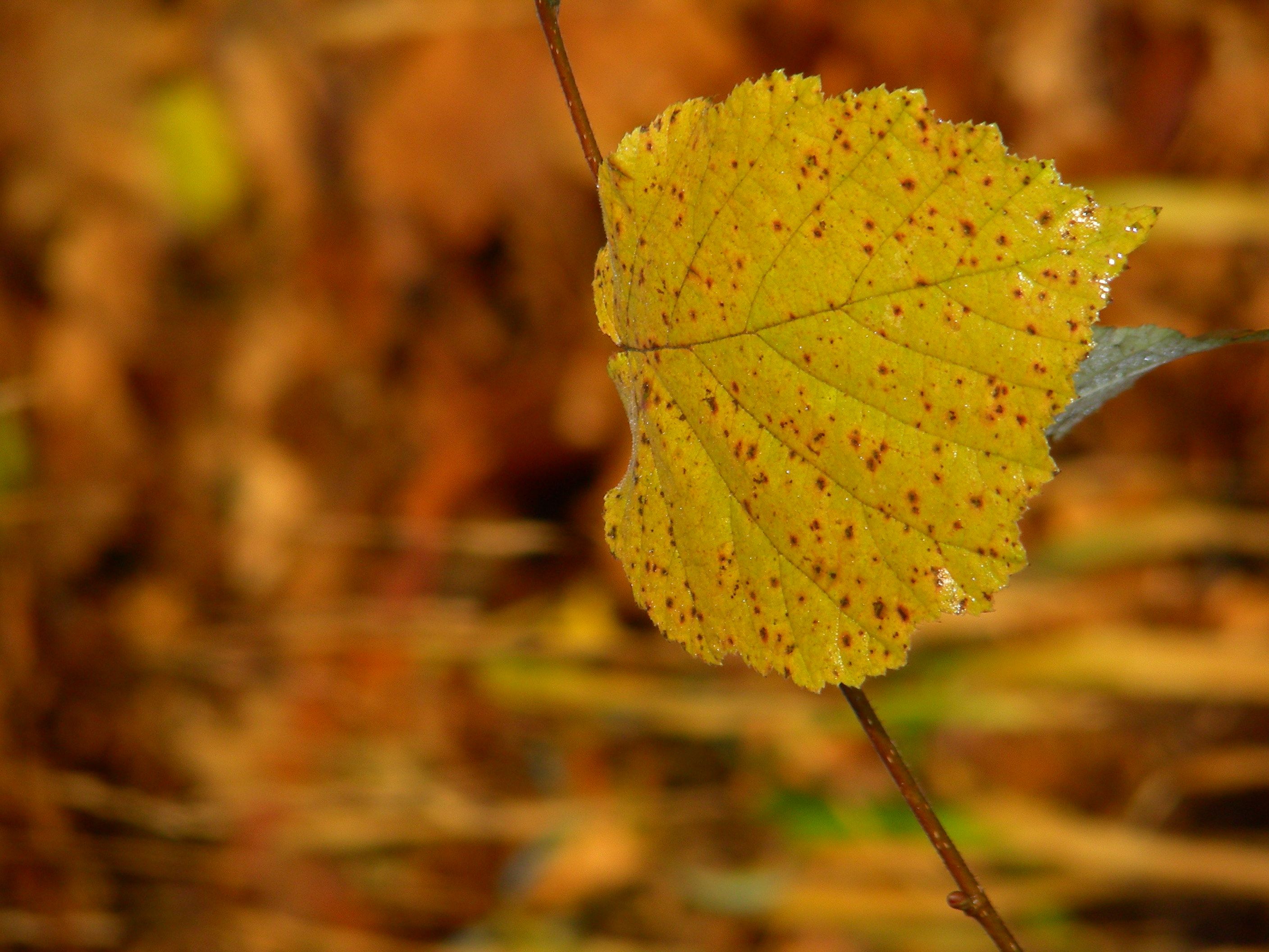 Goldener Oktober