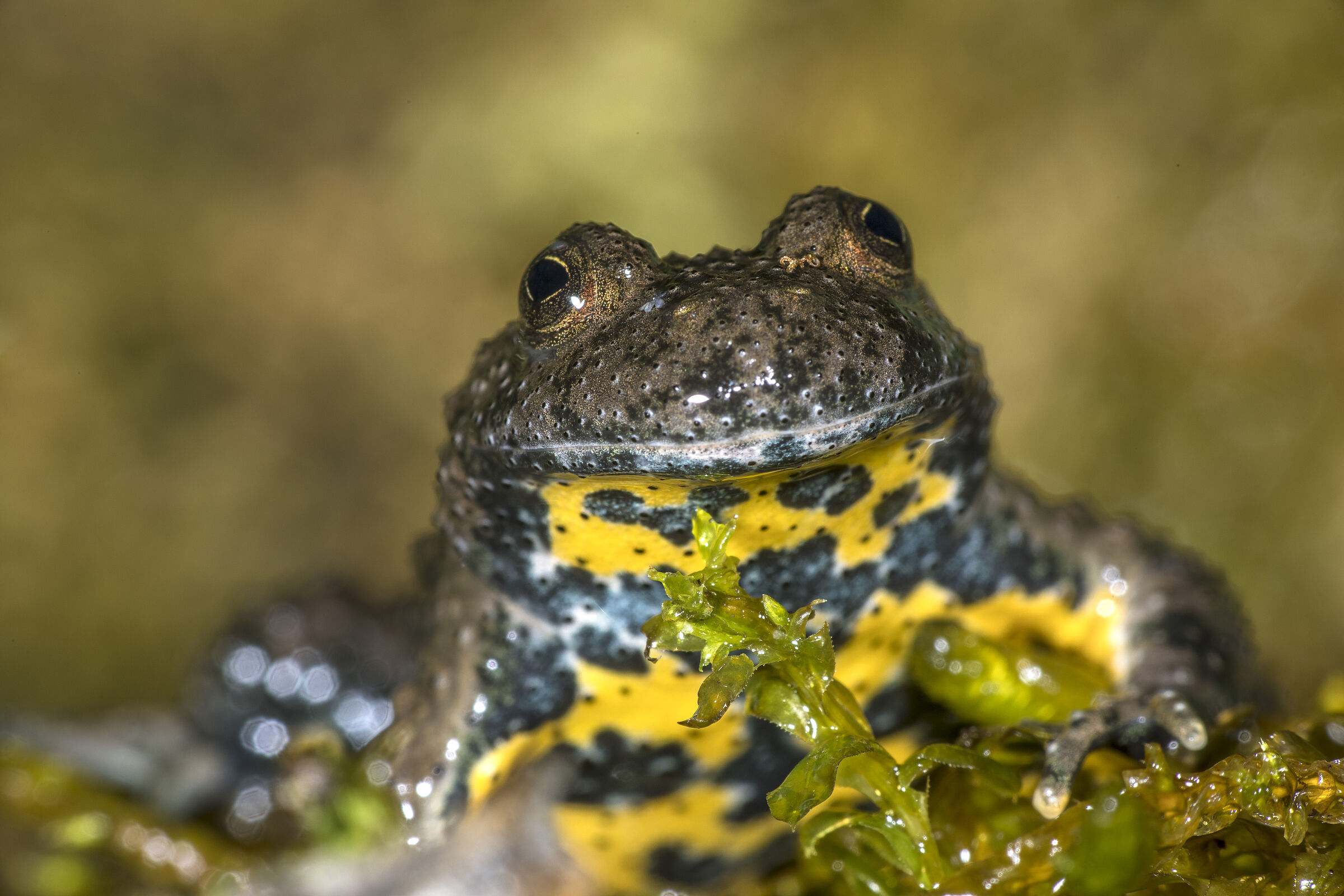 Gelbbauchunke Bombina variegata