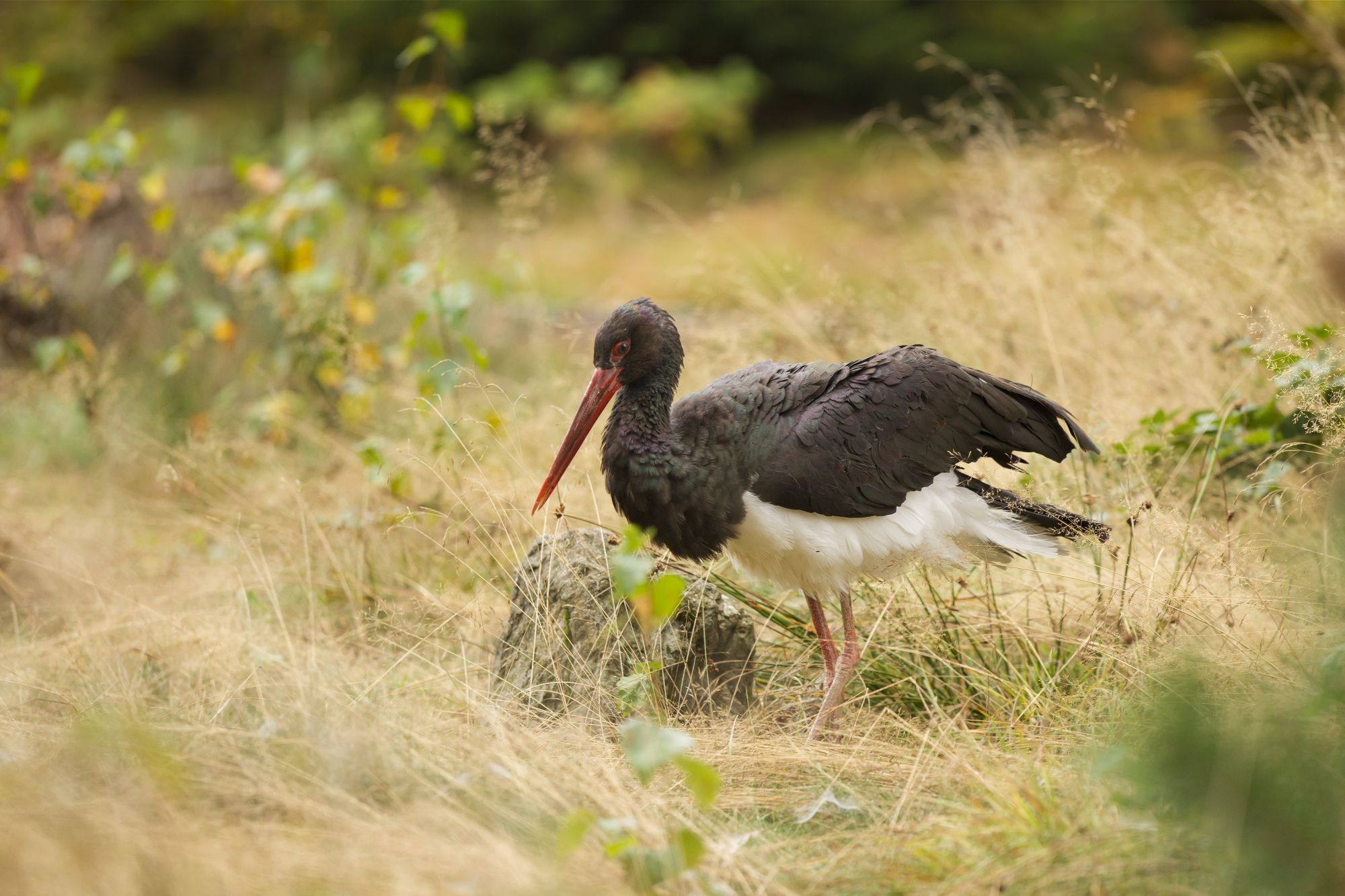 Schwarzstorch, Ciconia nigra, black stork