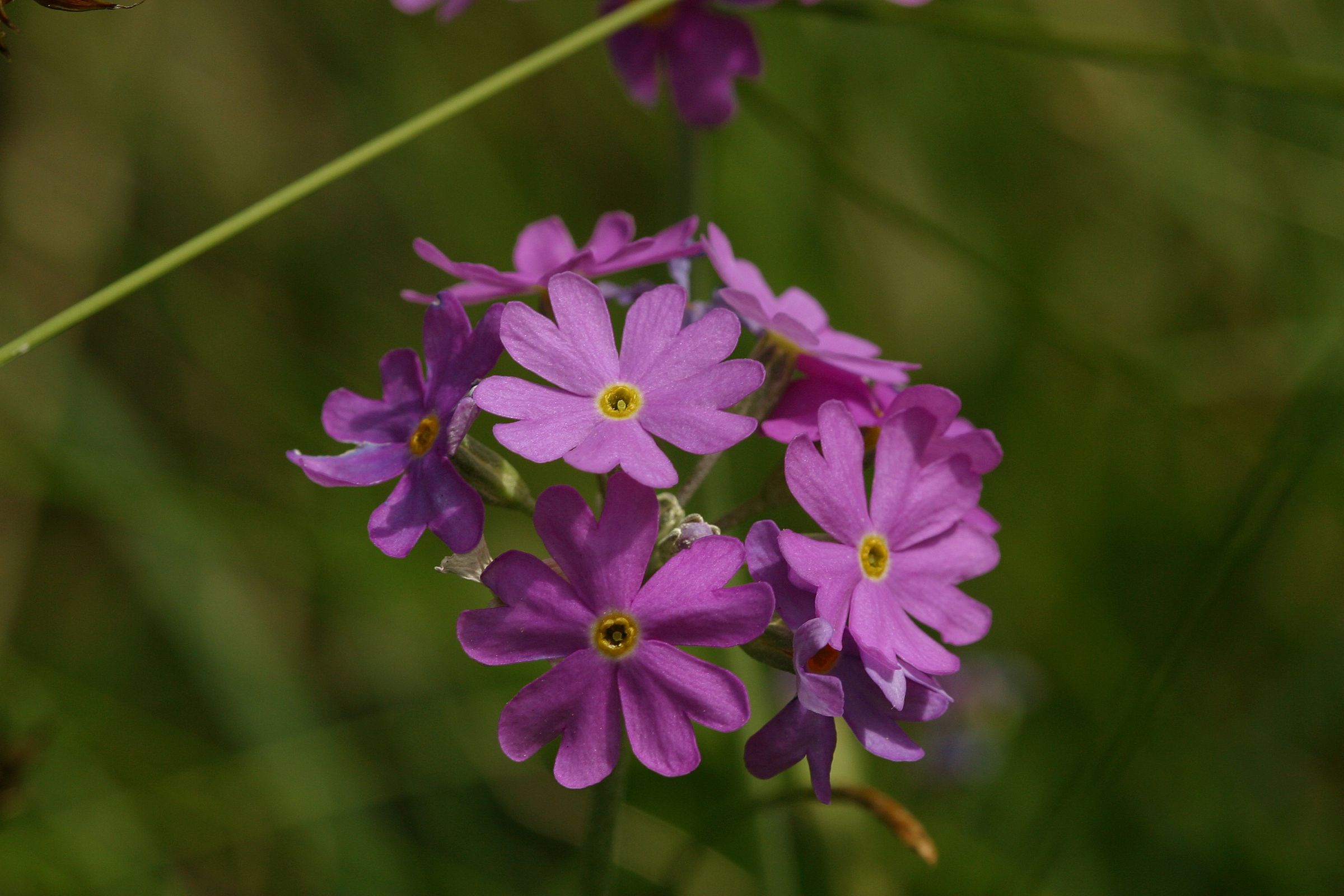 Mehlprimel (Foto W.Willner)