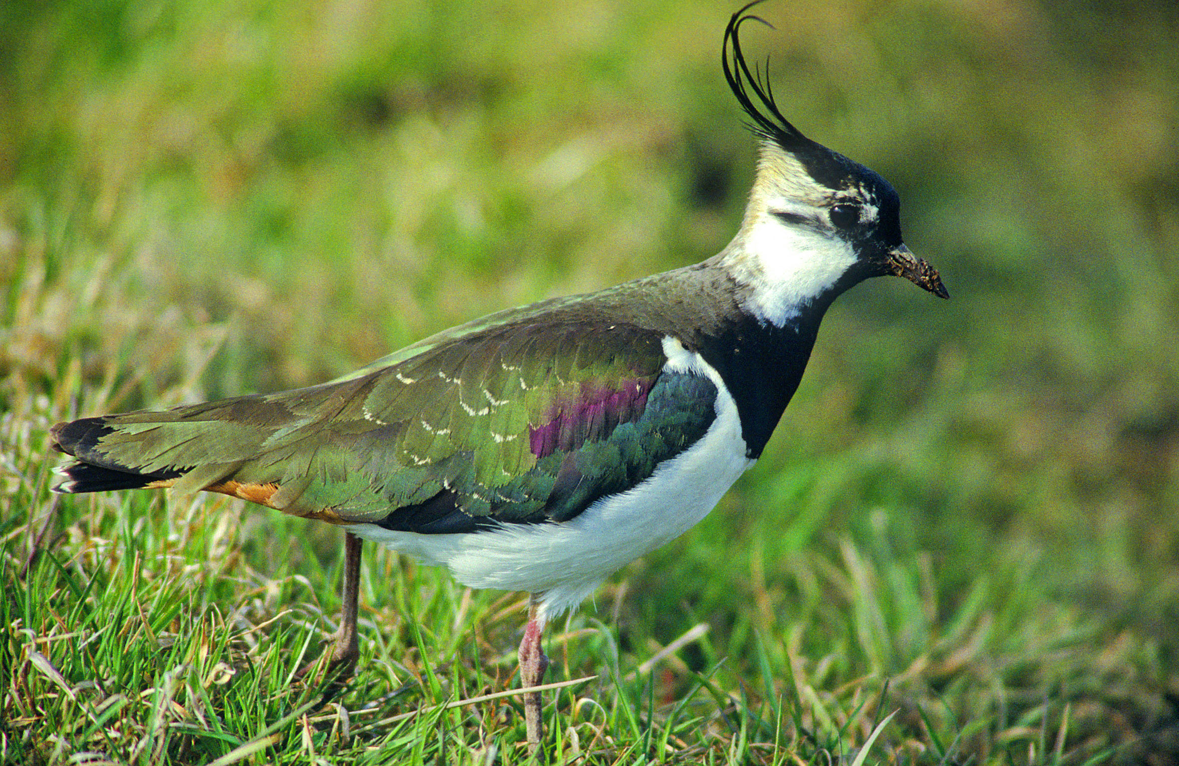 Kiebitz (Foto W.Willner)